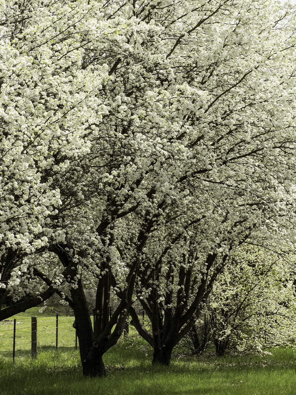 Fraxinus sparzam (45lt)