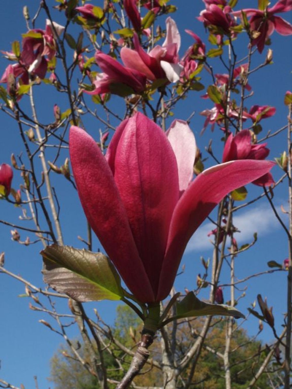 Magnolia Mercury (25lt)