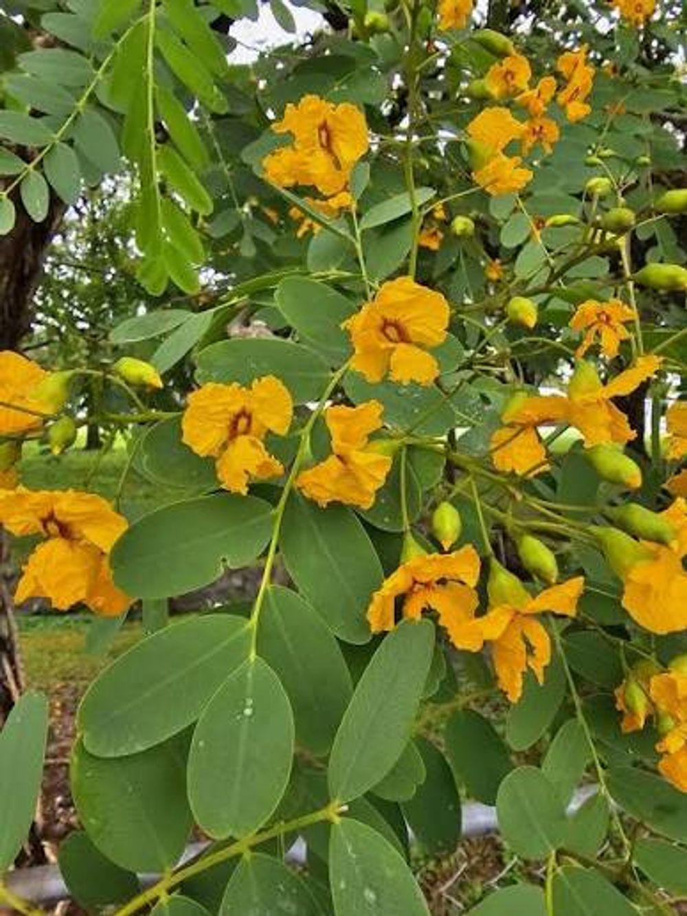 Tipuana tipu Pride of Bolivia (30lt)