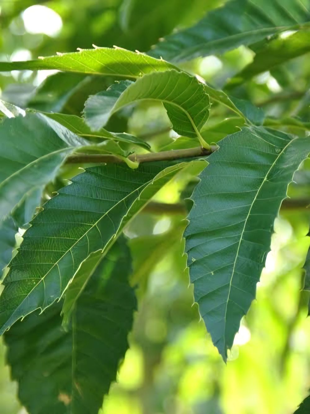 Quercus acutissima Sawtooth Oak (45lt)