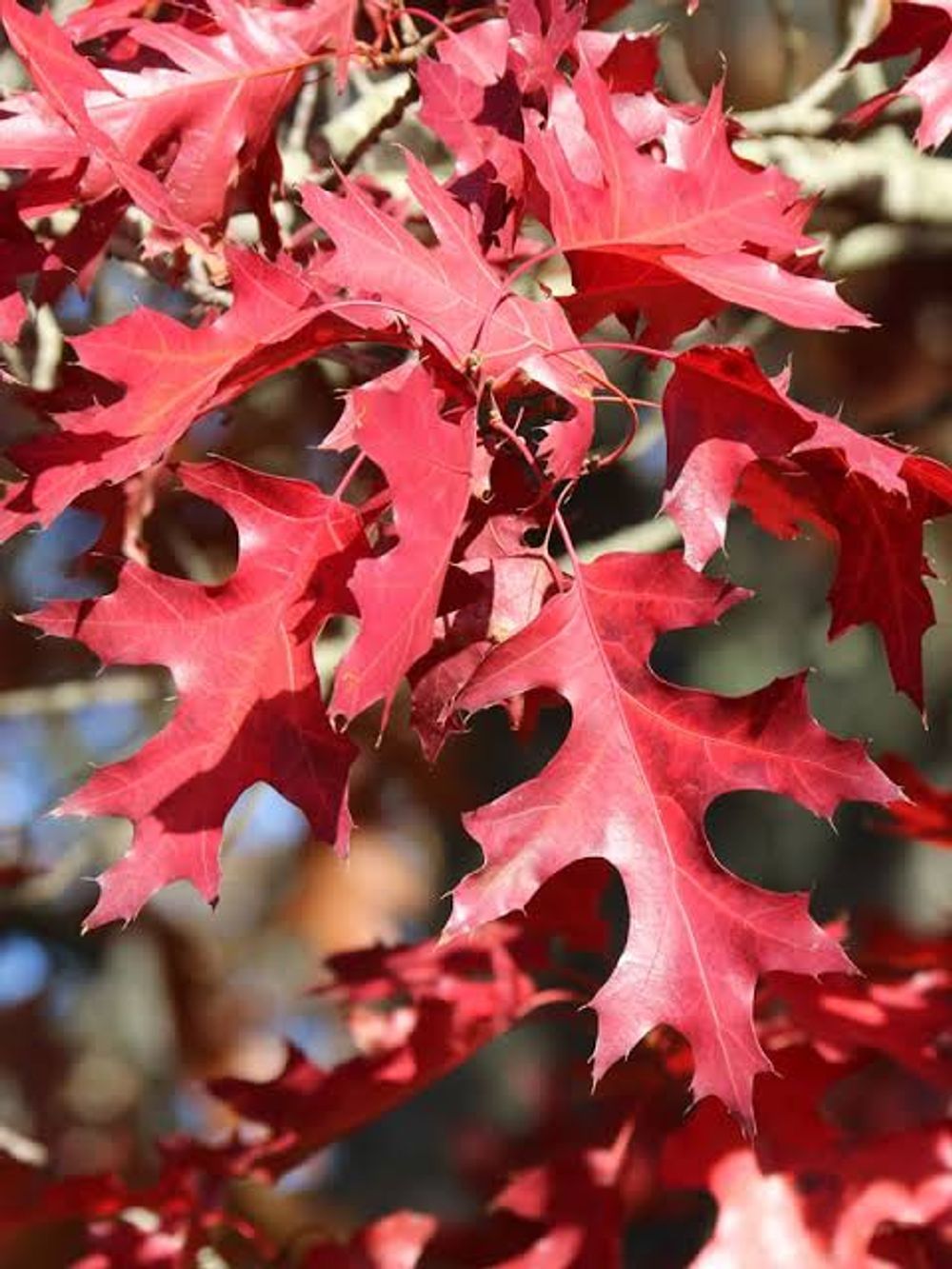 Quercus coccinea Scarlet Oak (45lt)