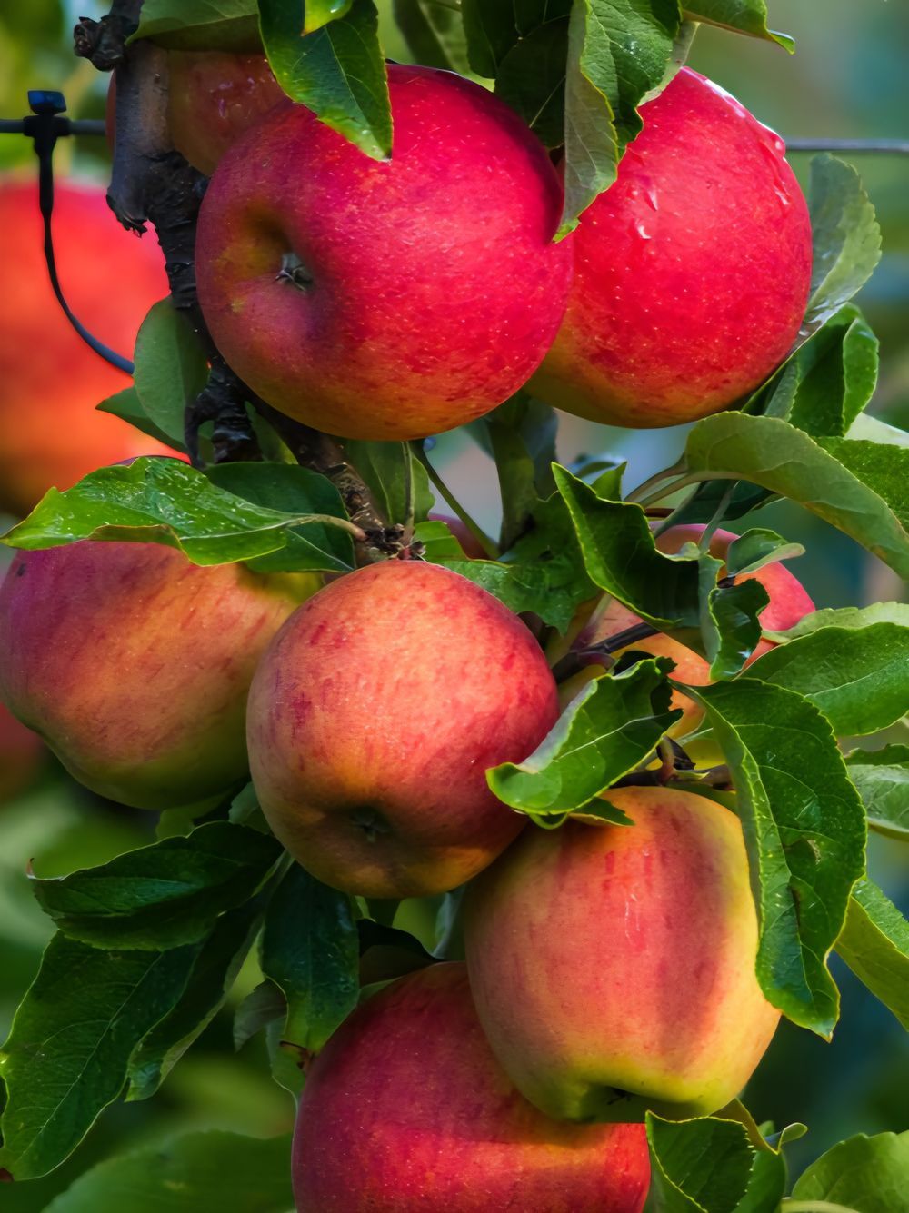 Apple Semi Dwarf Gala (15lt)