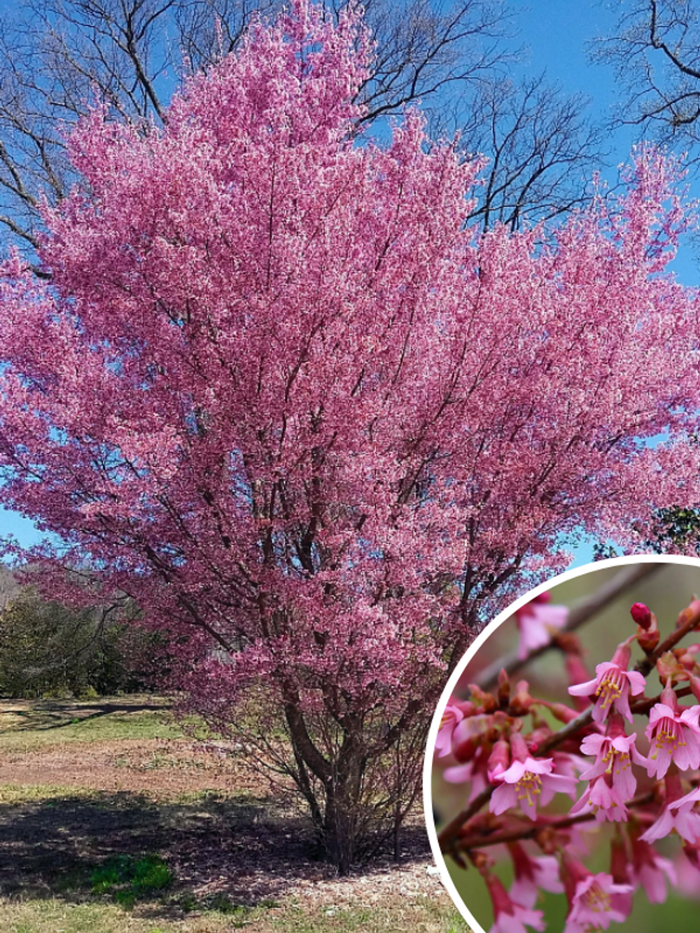Prunus Okame Flowering Cherry (25lt)