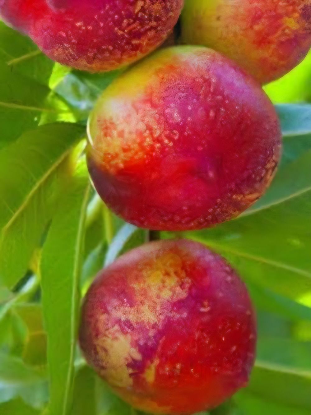 Nectarine Sunny Belle (25lt)