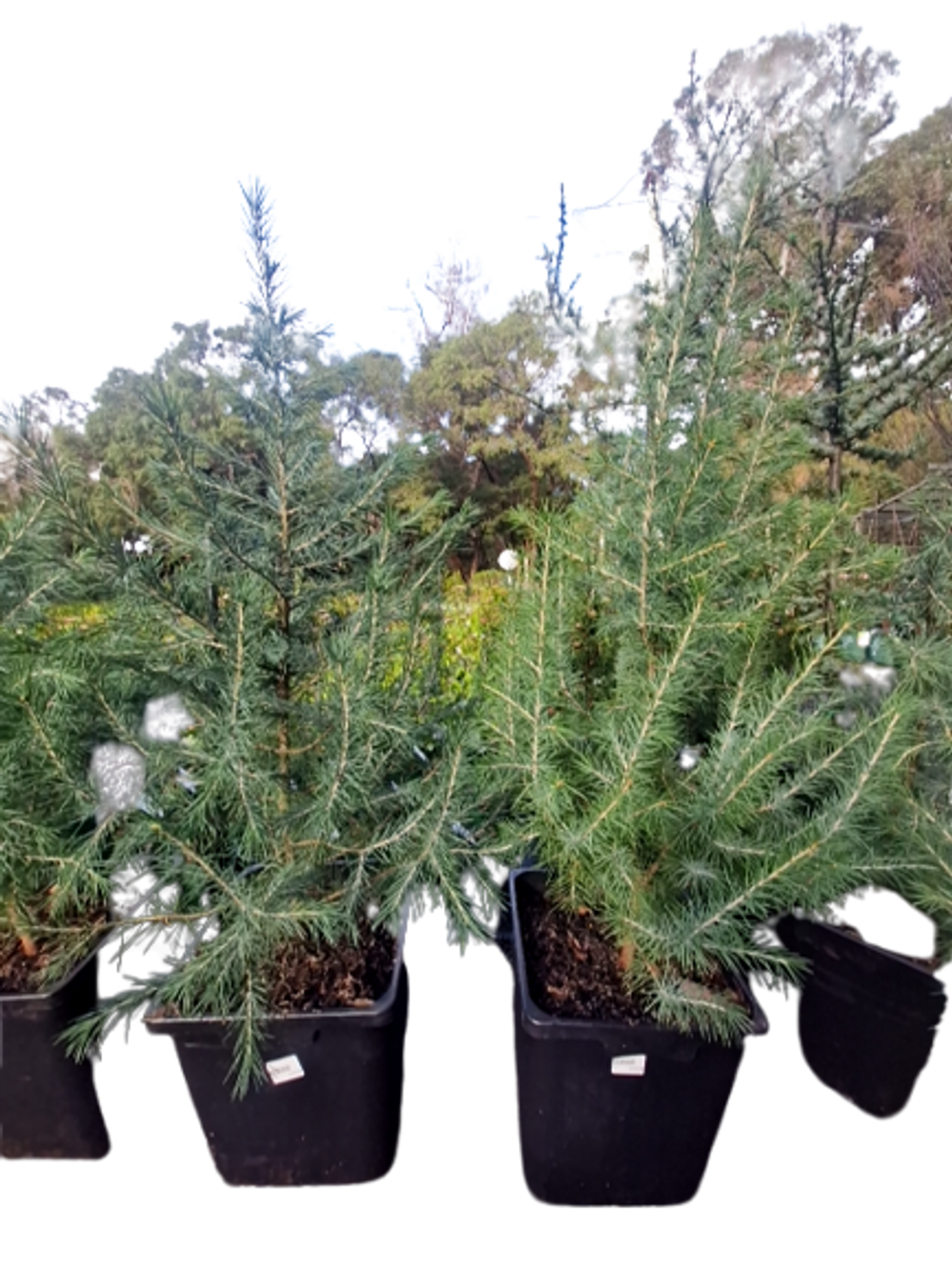 CEDRUS DEODARA (25LT)