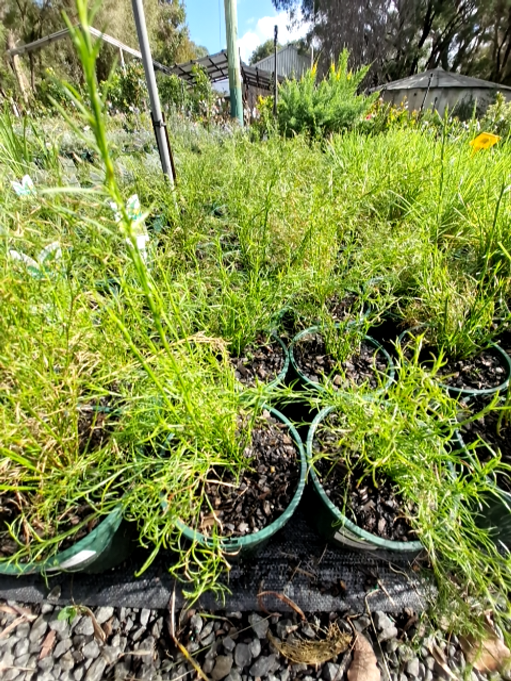 BOLOSKION TETRAPHYLLUM TASSEL CORD RUSH (14CM)