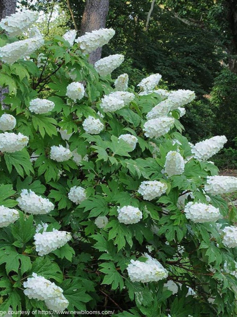 Hydrangea quer Prinsnow Snow Queen (20cm)