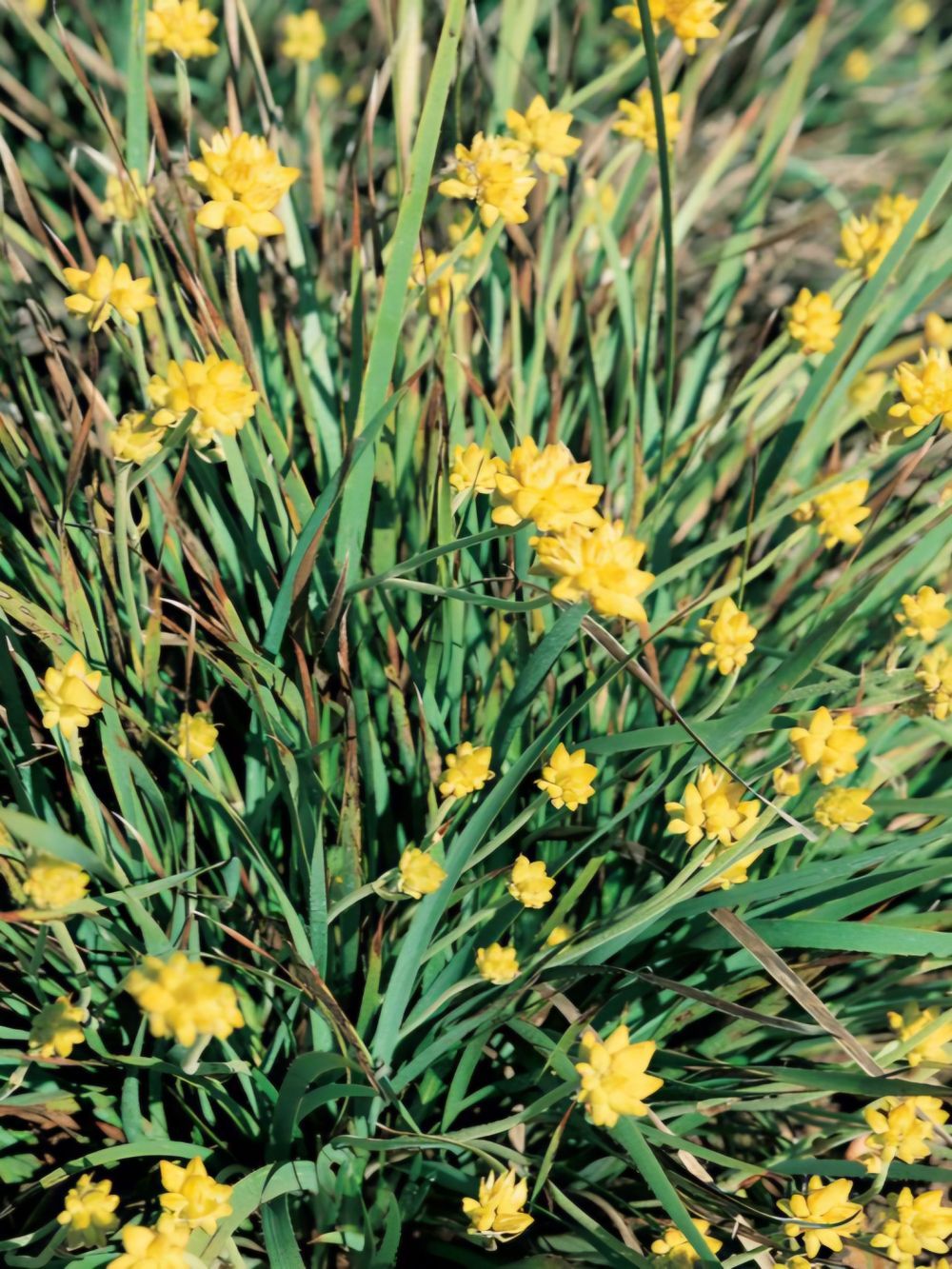 Conostylis aculeata (14cm)