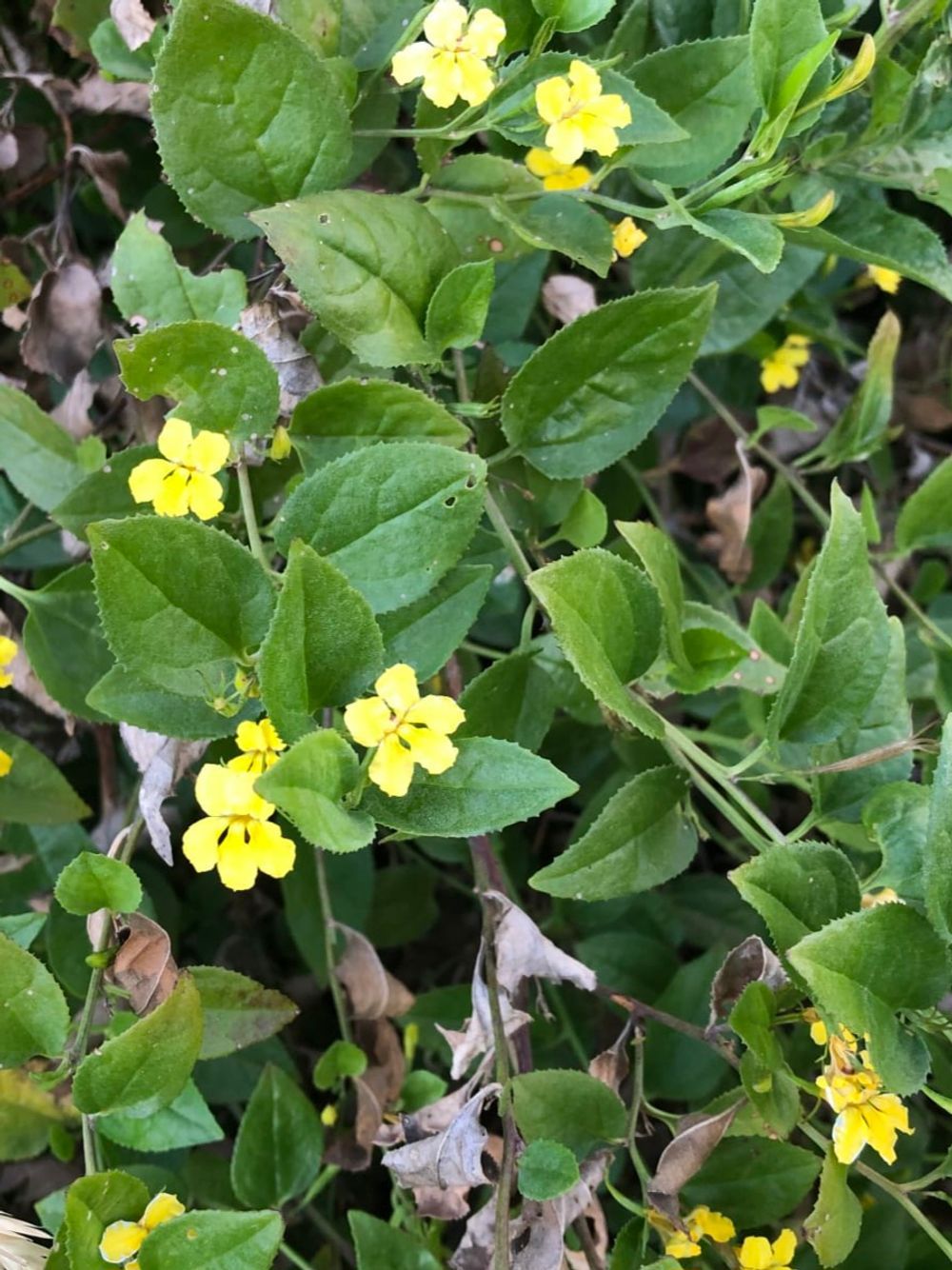 Goodenia ovata Goodonya (14cm)