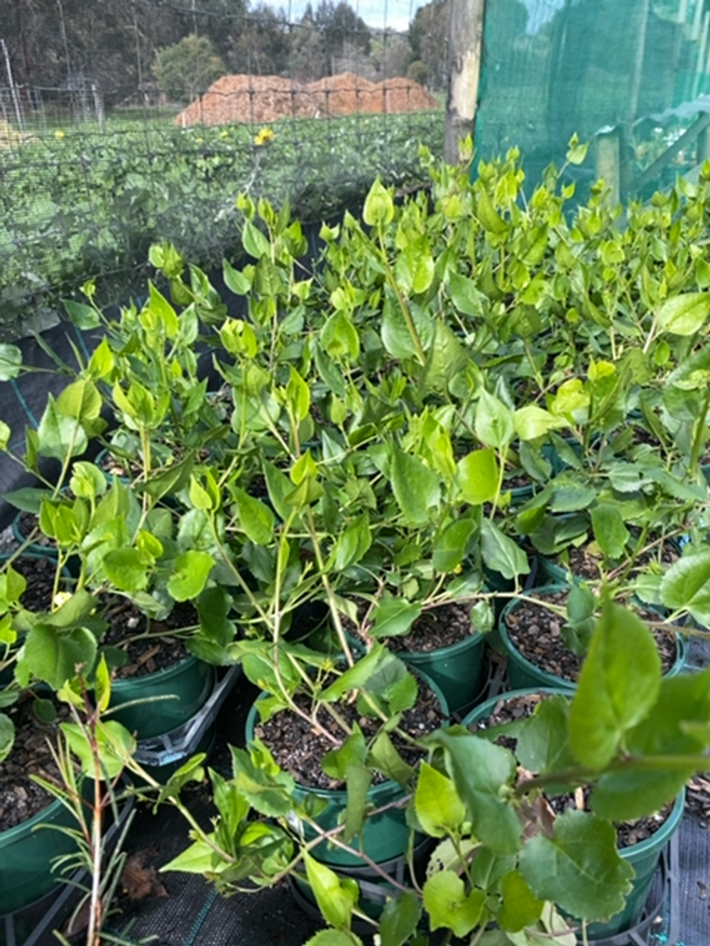 GOODENIA GOOD-ON-YA (14CM)