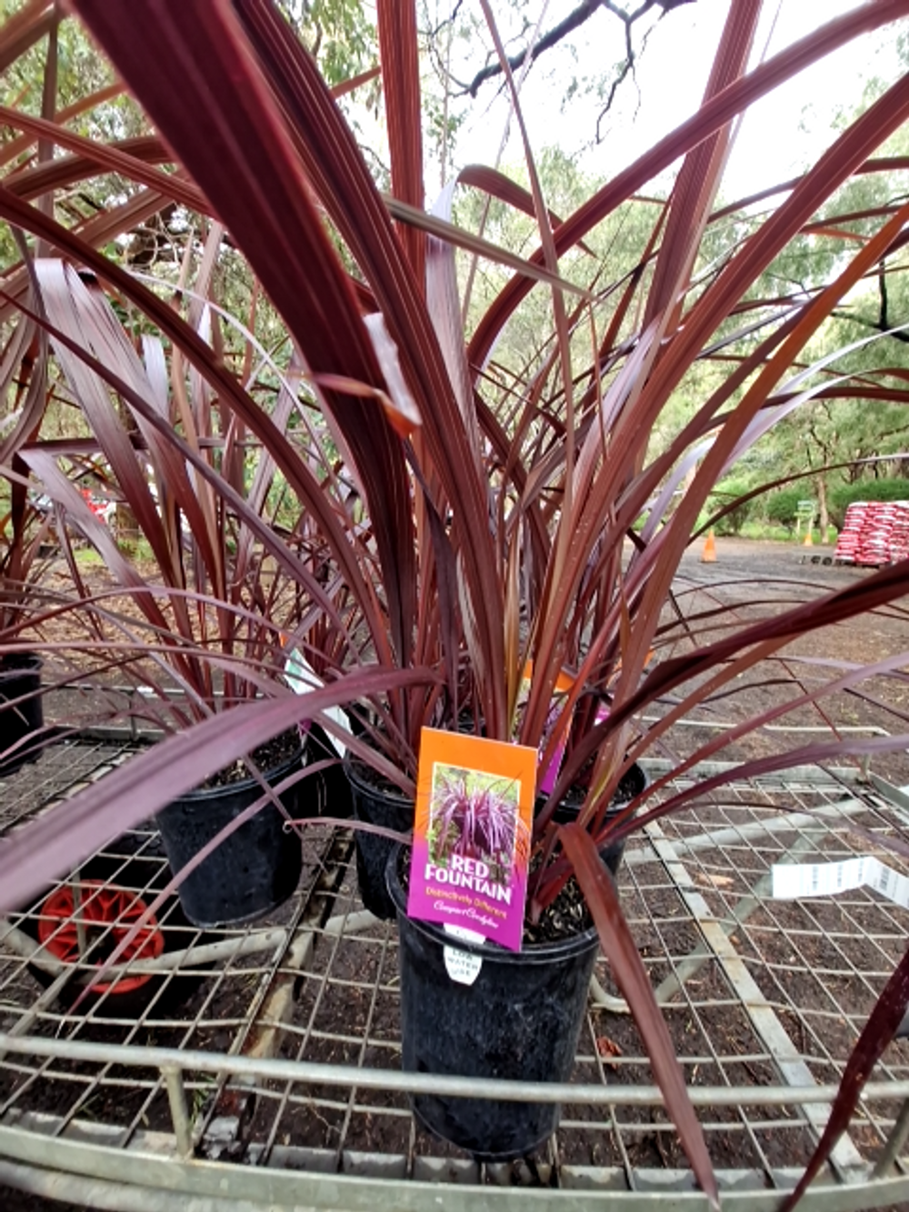CORDYLINE RED FOUNTAIN (18CM)