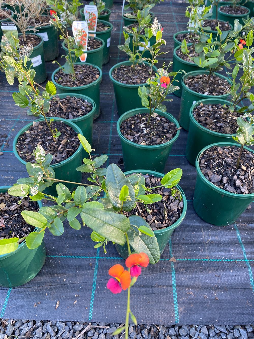 KENNEDIA COCCINEA W.A. CORAL PEA (14CM)