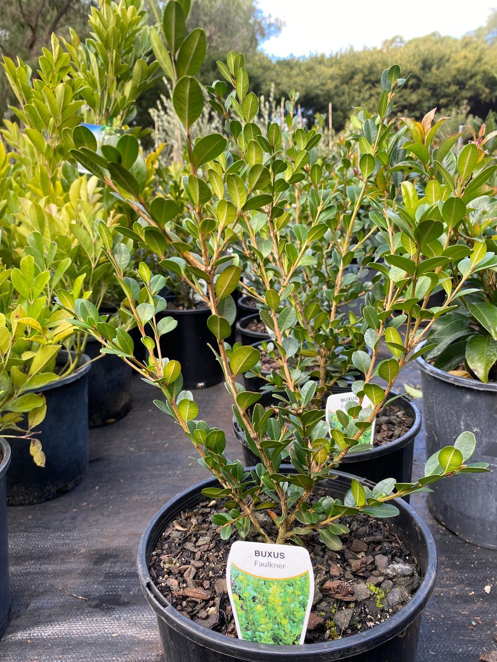 BUXUS FAULKNER (20CM)