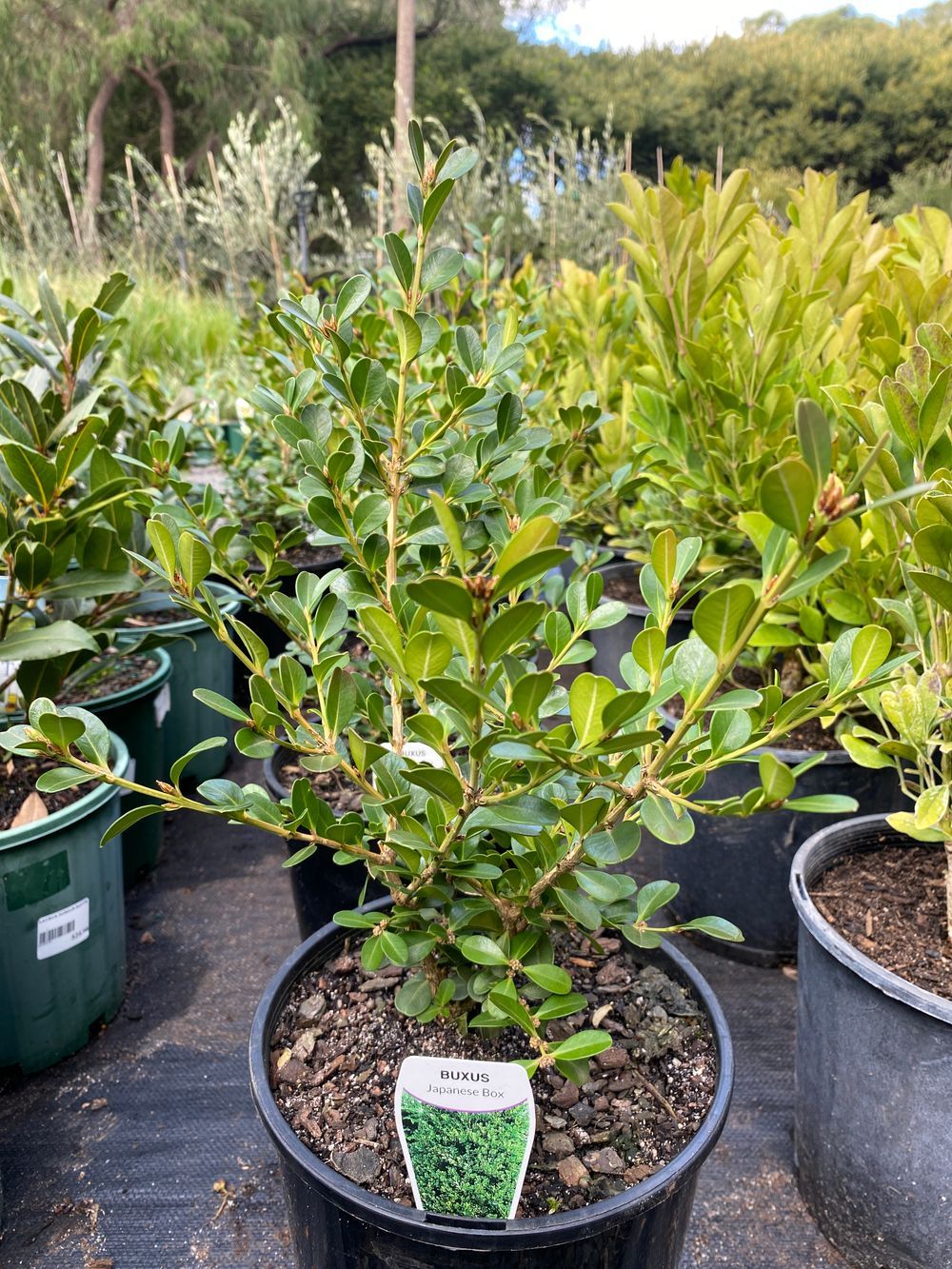 BUXUS MICROPHYLLA JAPONICA (20CM)
