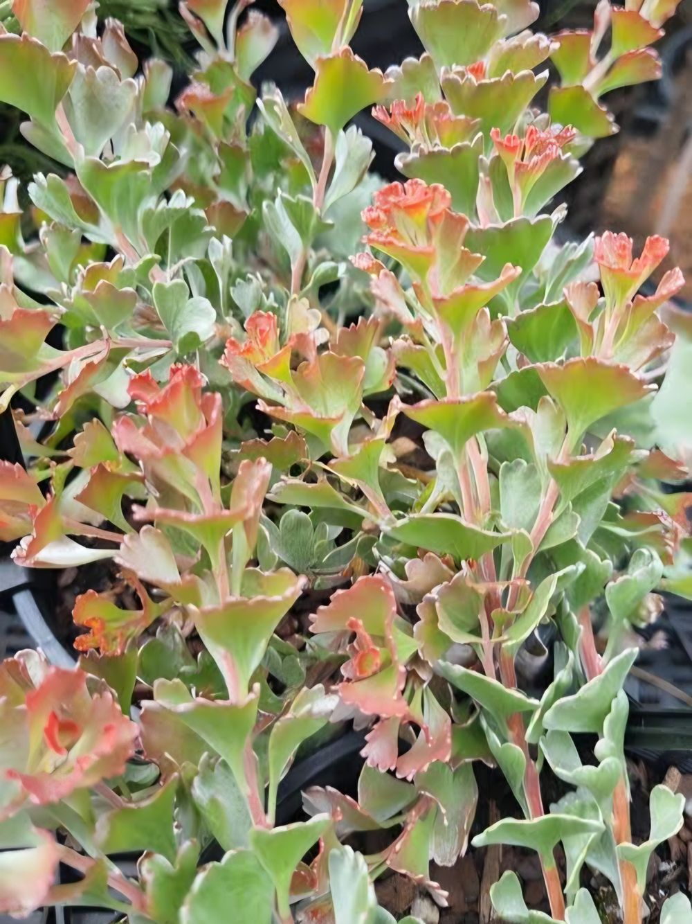 Adenanthos cuneatus Coral Carpet (14cm)