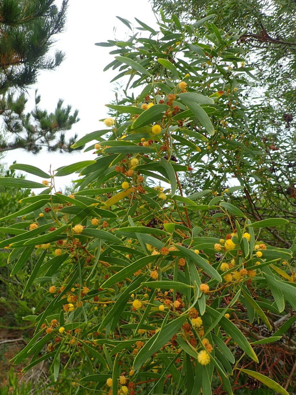 ACACIA CYCLOPS (14cm)