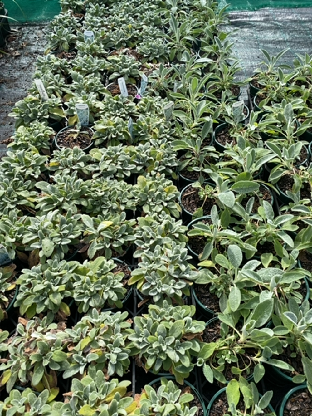 STACHYS LAMBS EAR (14CM)