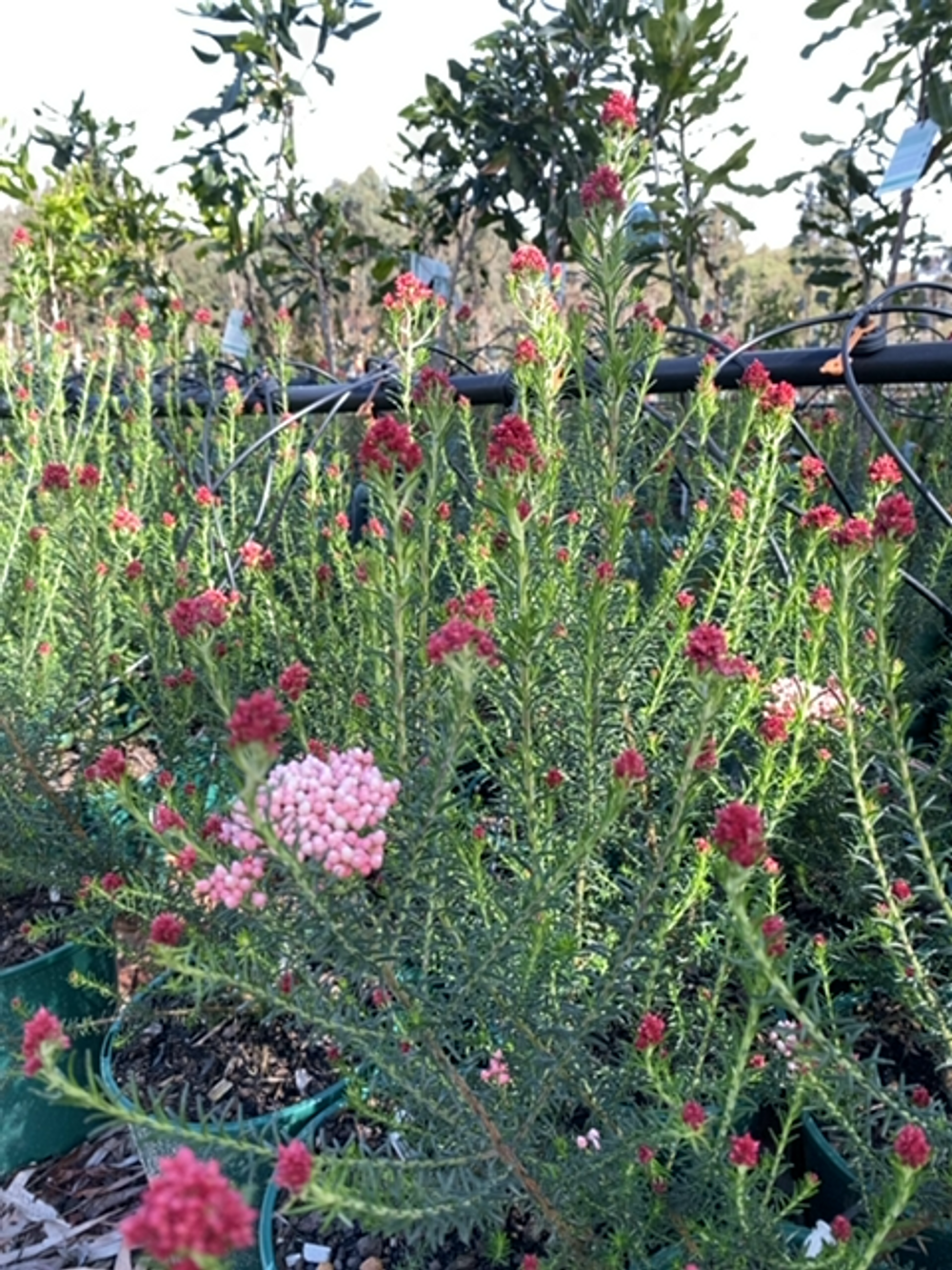 OZOTHAMNUS RED GINGHAM (14CM)