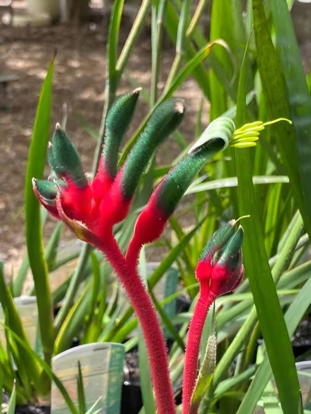 Anigozanthus manglesii (14cm)