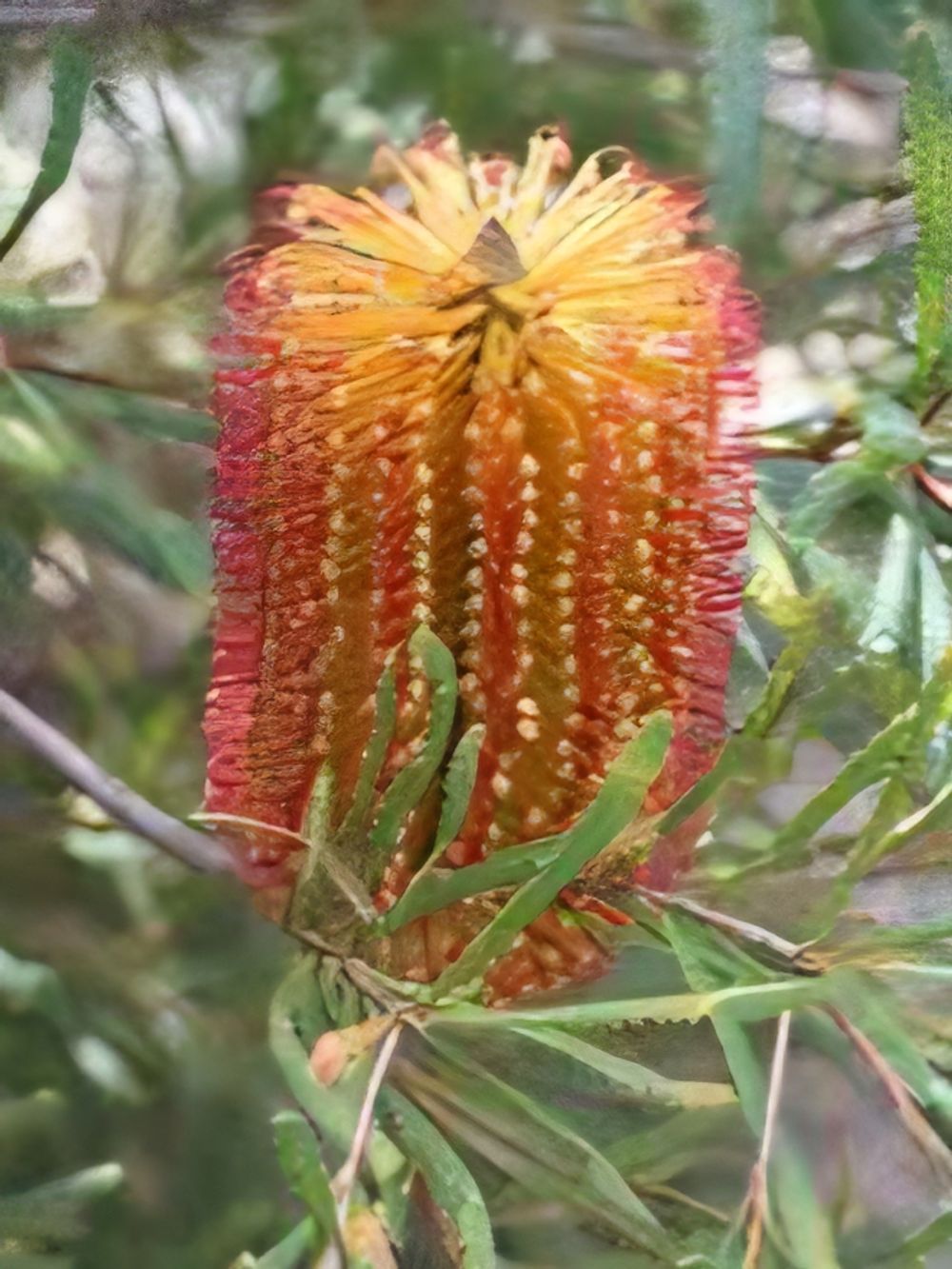 Banksia spinulosa Dwarf Red (20cm)