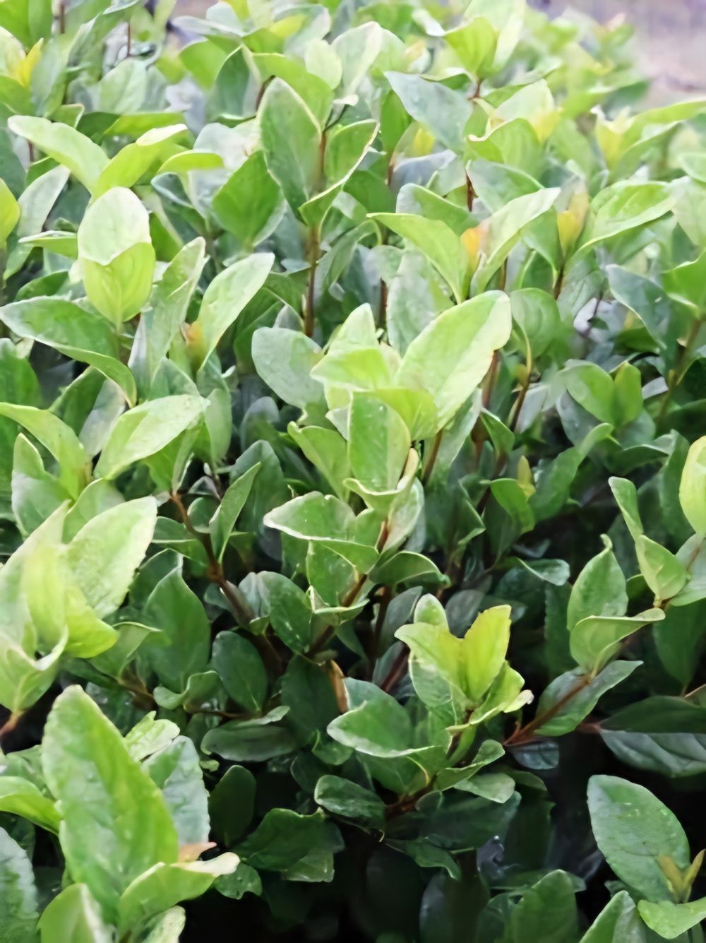 Viburnum suspensum (20cm)