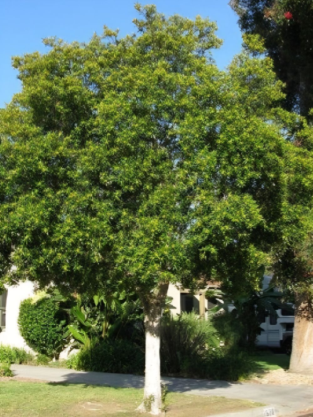 Tristaniopsis laruina Lucious (30LT)