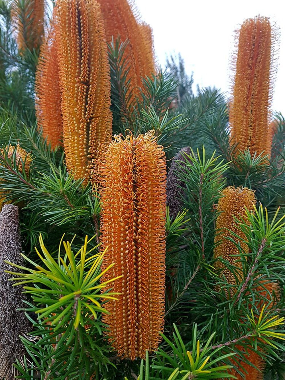 BANKSIA GIANT CANDLES (14CM)