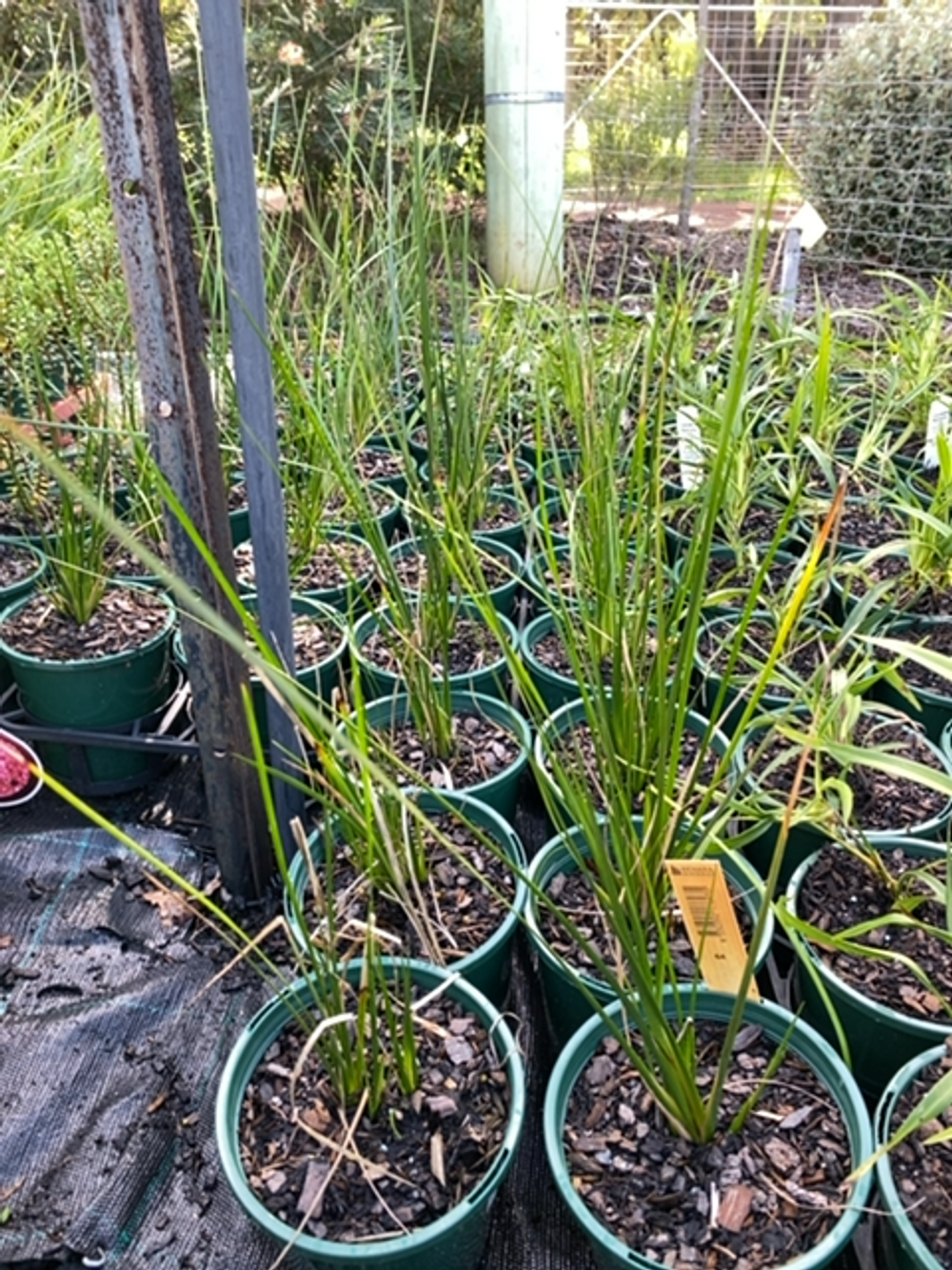 BAUMEA RUBIGINOSA (14CM)