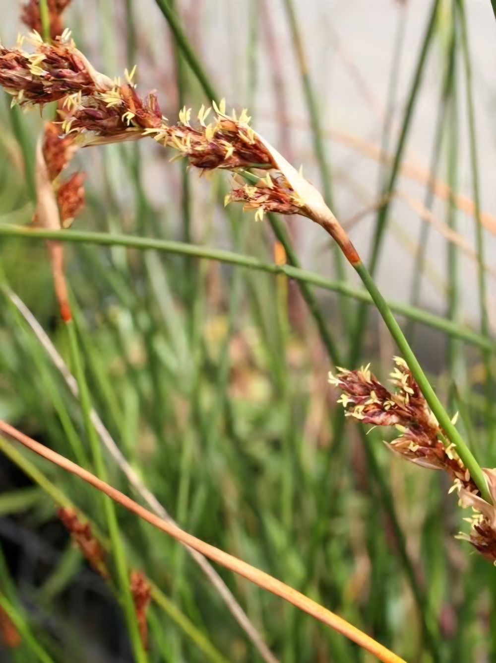 Baumea rubiginosa (14cm)