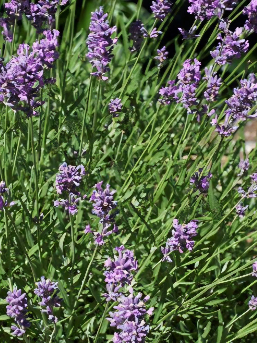 Lavandula Pacific Blue (14CM)