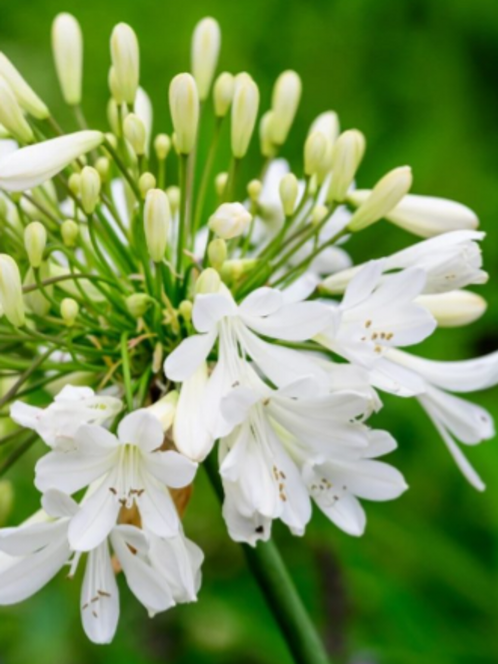 Agapanthus Snowball (14cm)
