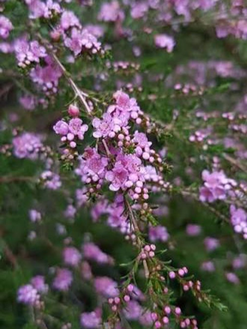 Thryptomine Pink Lace (14CM)