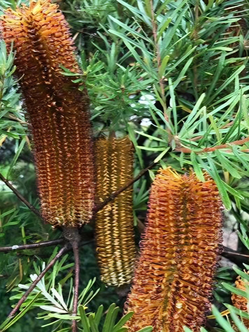Banksia spinulosa Honey Eater Delight (20cm)