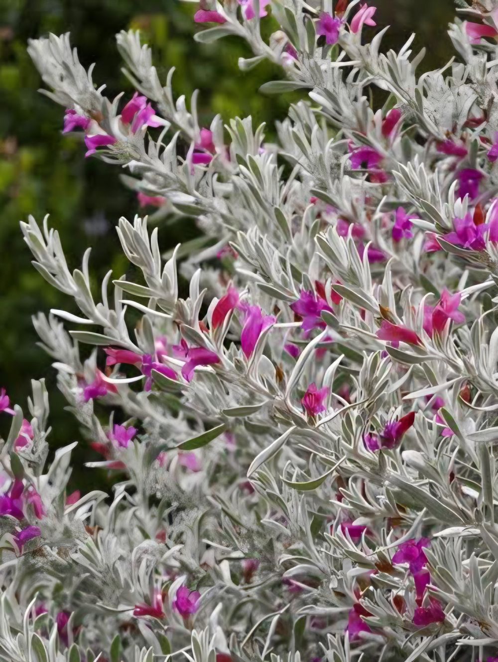 Eremophila hybrid Pink Panther (14cm)