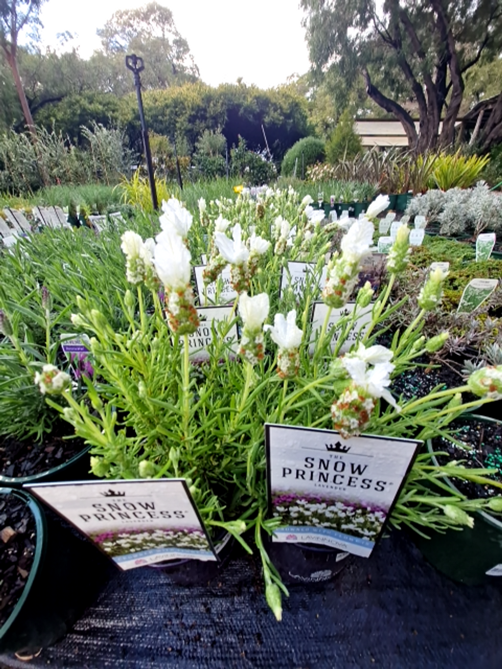 LAVANDULA SNOW PRINCESS (14CM)