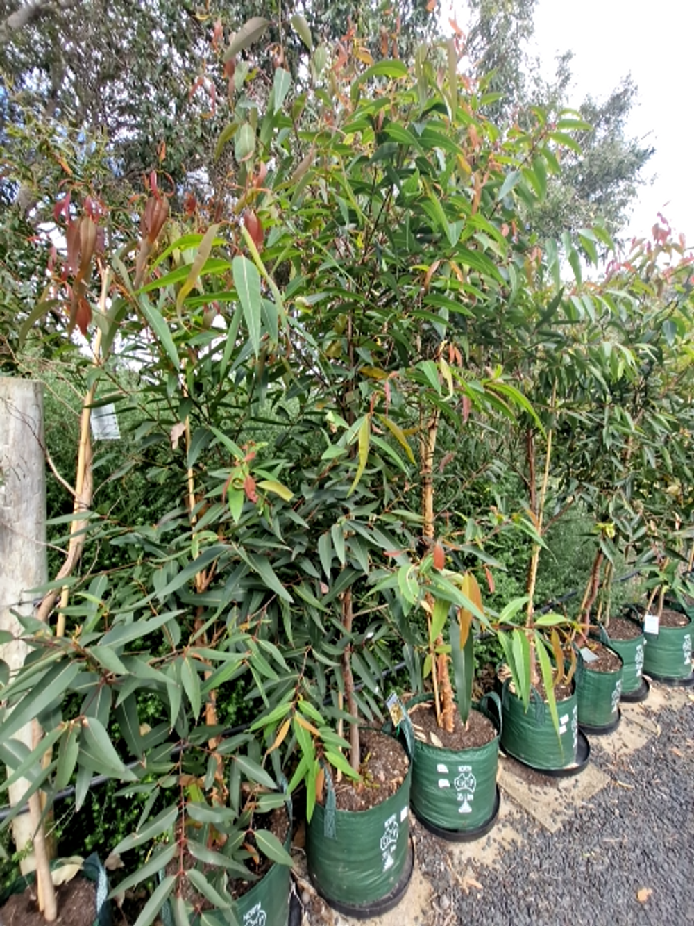 ANGOPHORA COSTATA (6lt)