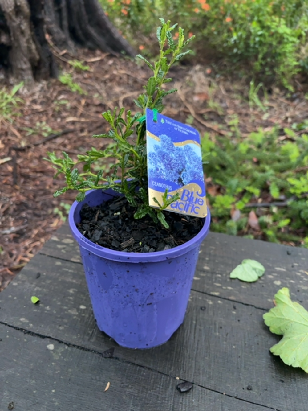 CEANOTHUS BLUE PACIFIC (14CM)