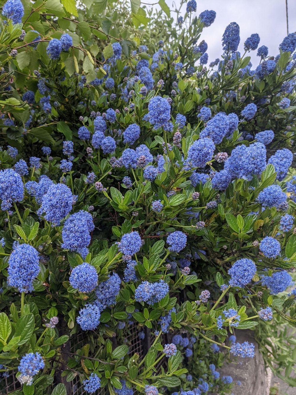 Ceanothus Blue Pacific (14cm)