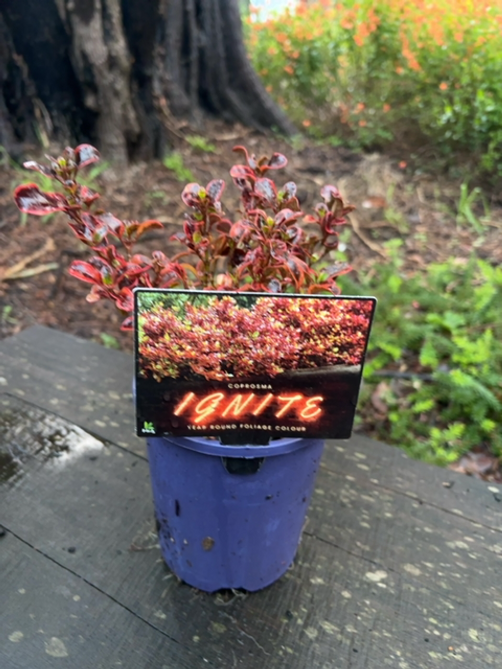 COPROSMA IGNITE 14CM