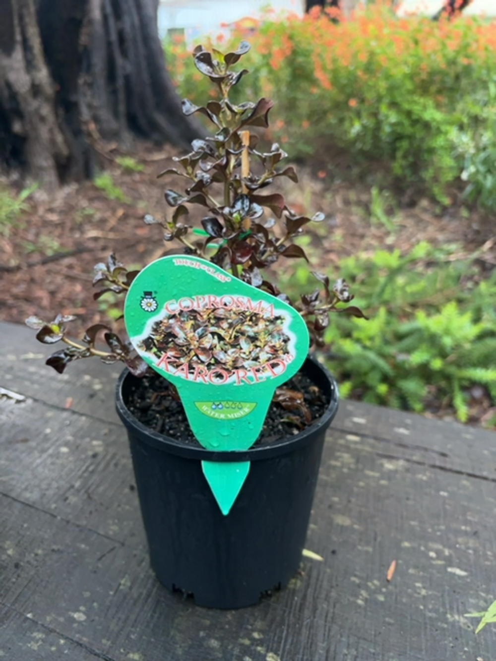 COPROSMA KARO RED (14CM)