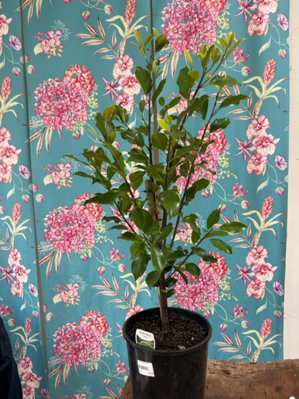 FICUS HILLI FLASH (20CM)