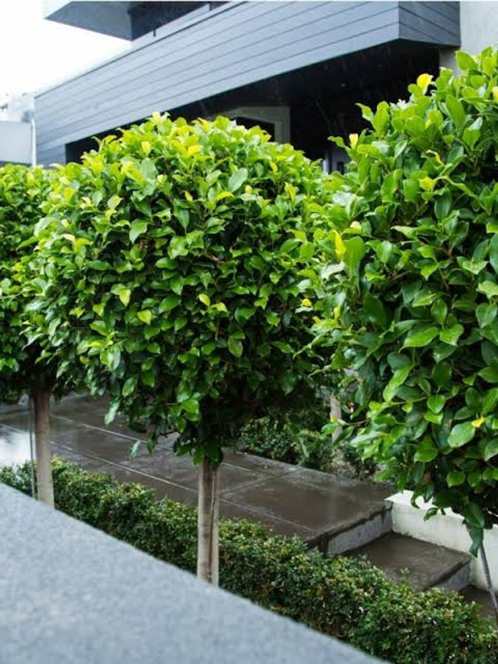 Ficus microcarpa hillii Flash (20cm)
