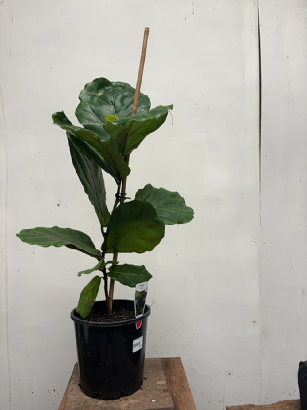 FICUS LYRATA (20CM)