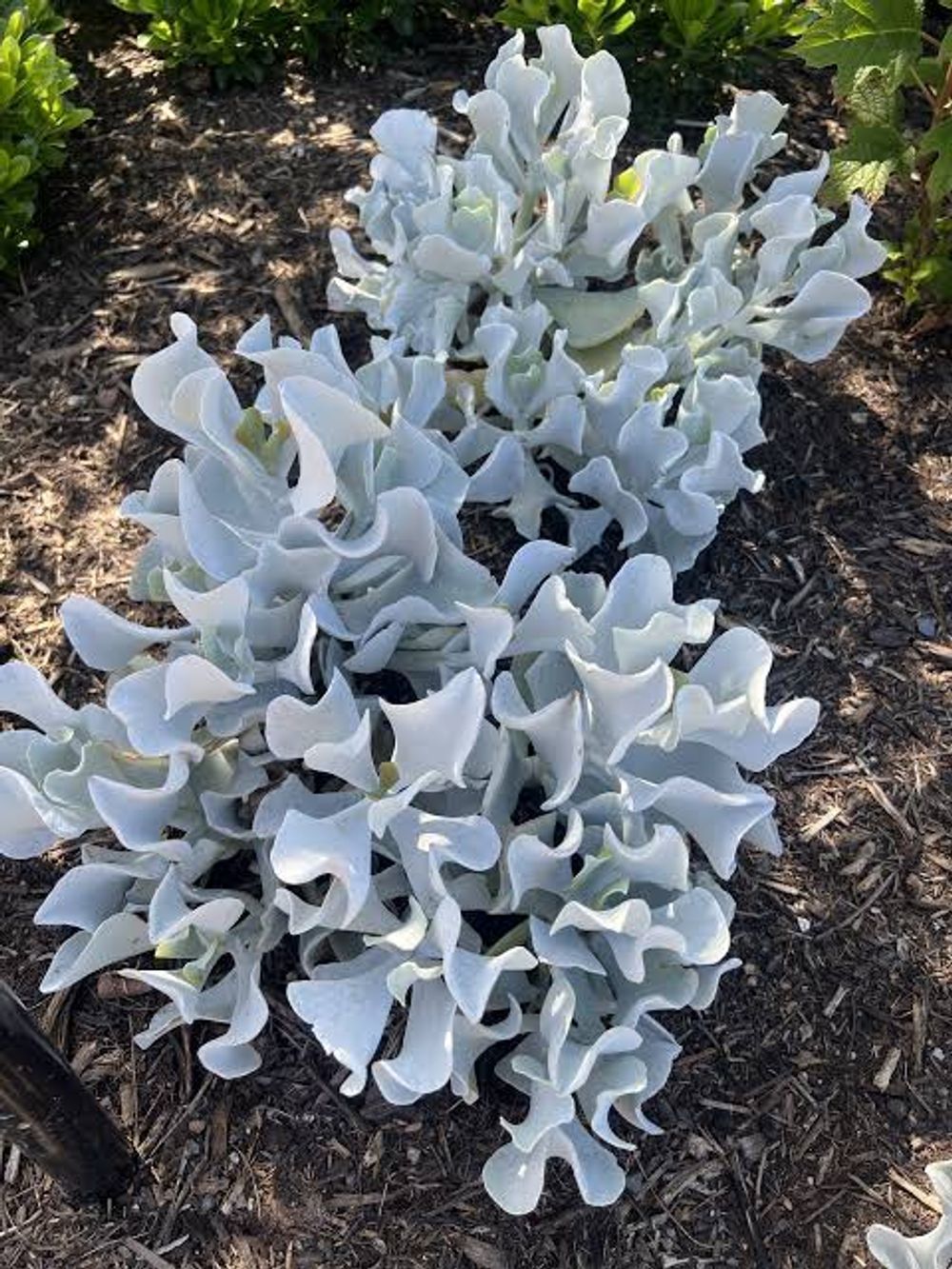 Cotyledon Silver Waves (20cm)