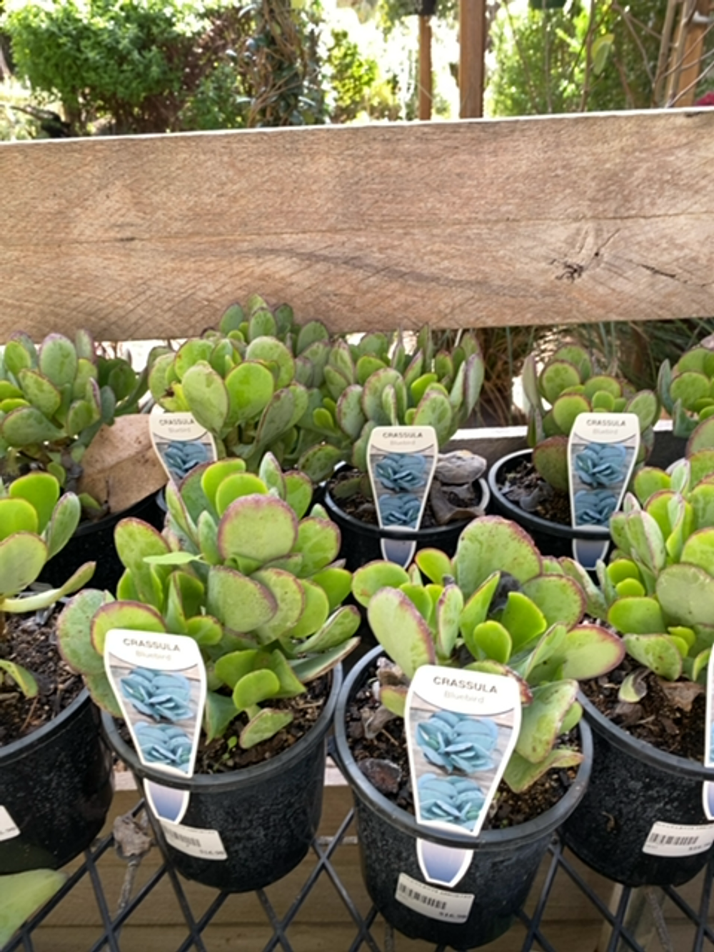 CRASSULA BLUE BIRD (14CM)