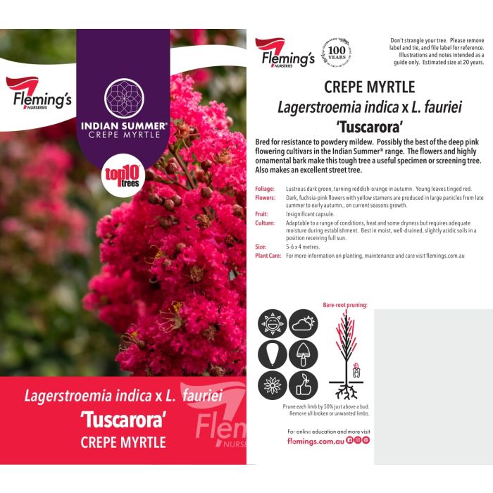 Lagerstroemia Tuscarora Crepe Myrtle (35lt)