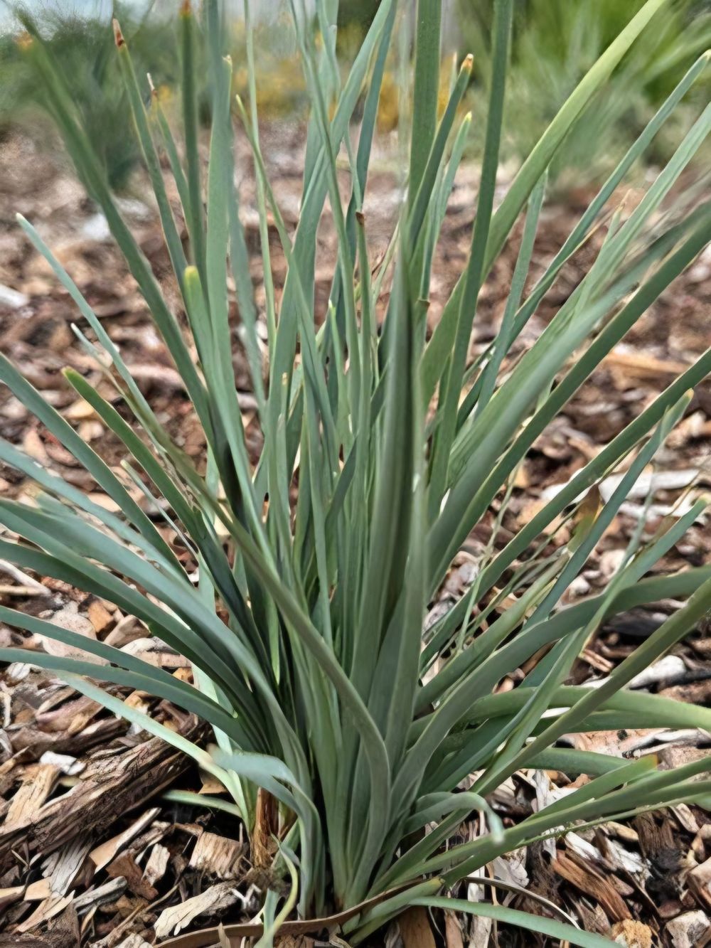 Lomandra filiformis Lil Bluey (14cm)