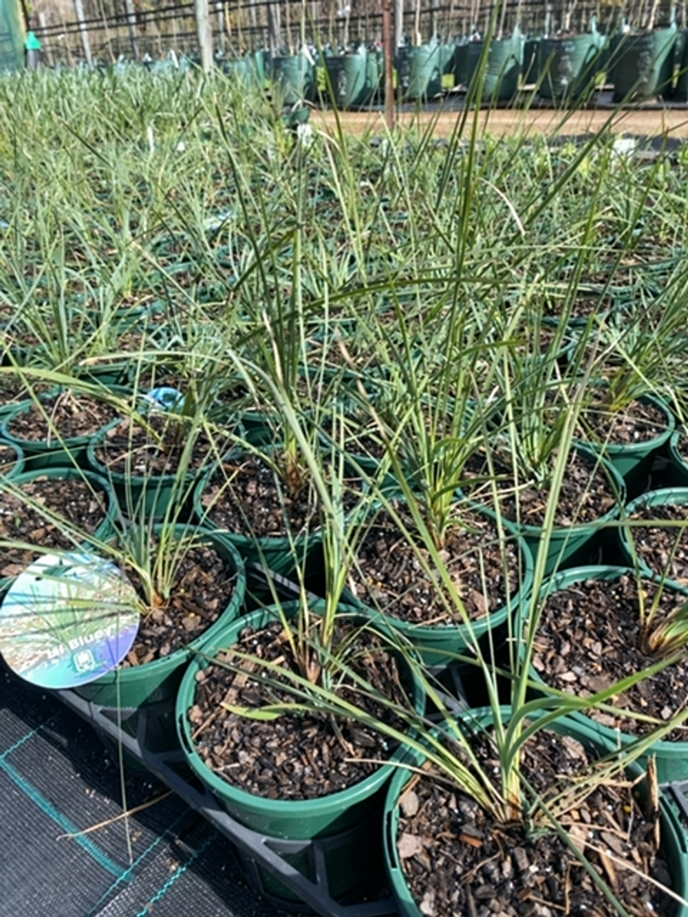 Lomandra filiformis Lil Bluey (14cm)