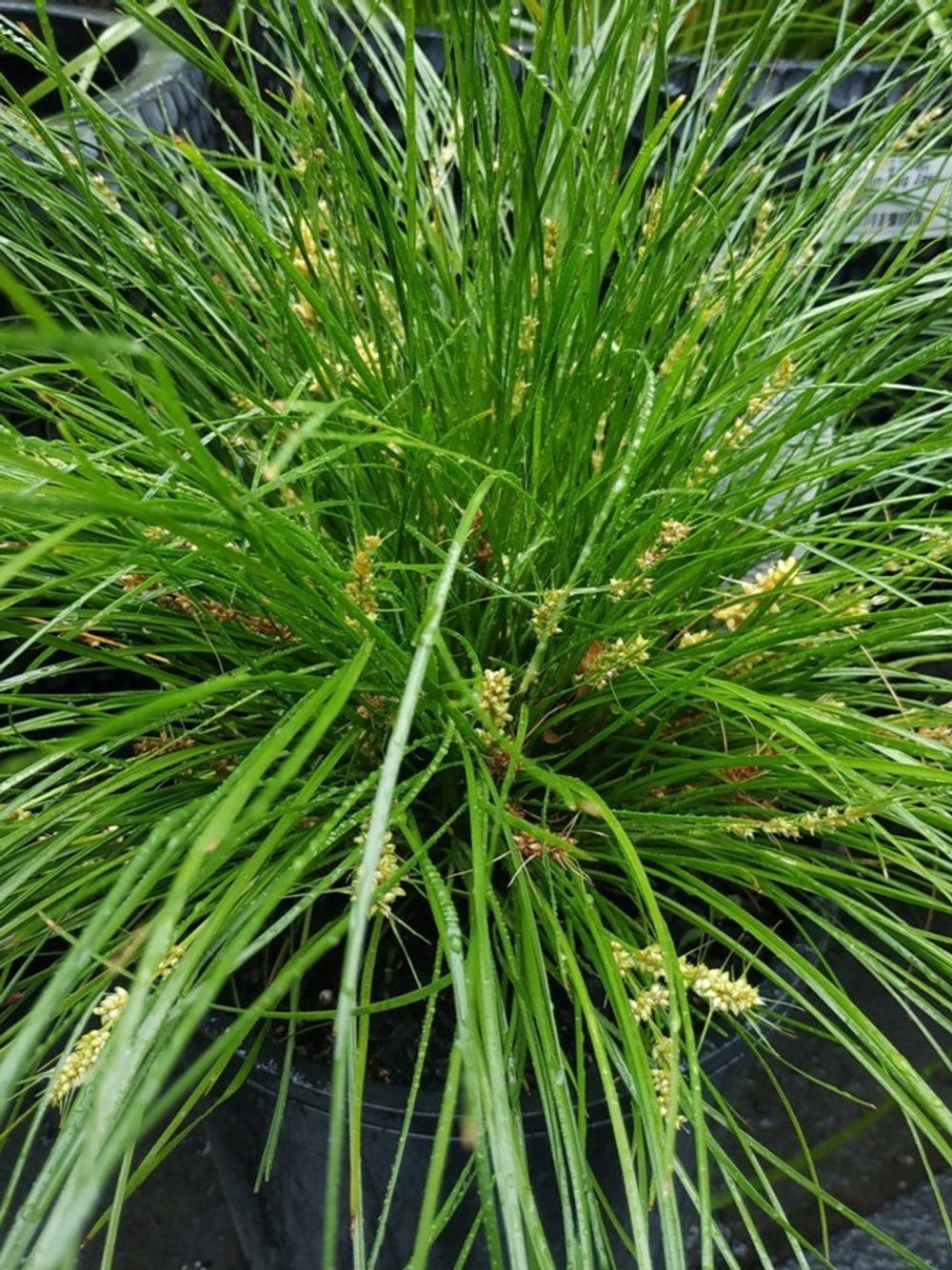 Lomandra confertifolia Misty Green (14cm)