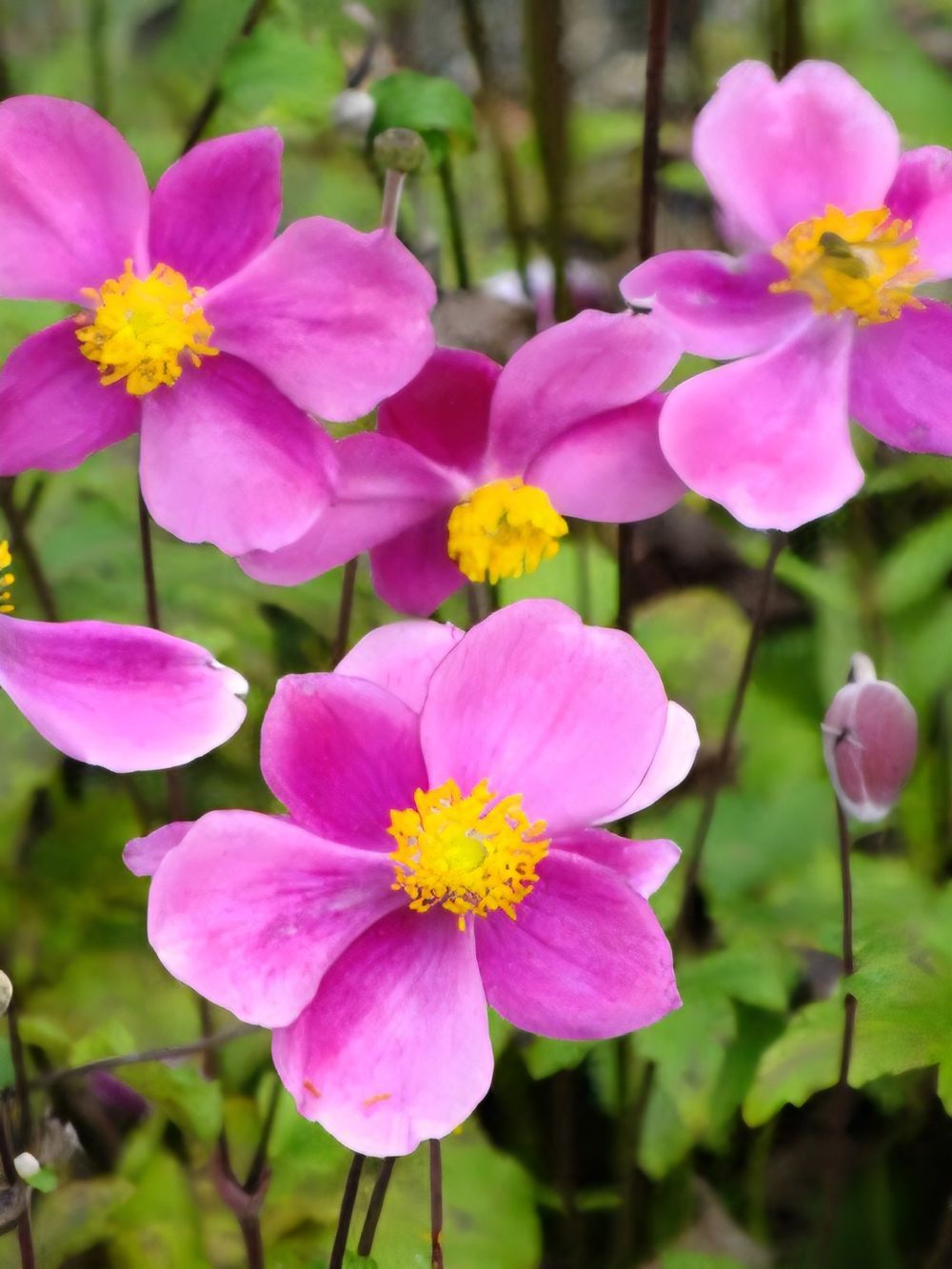 Anenome hupehensis Bowles Pink (14cm)